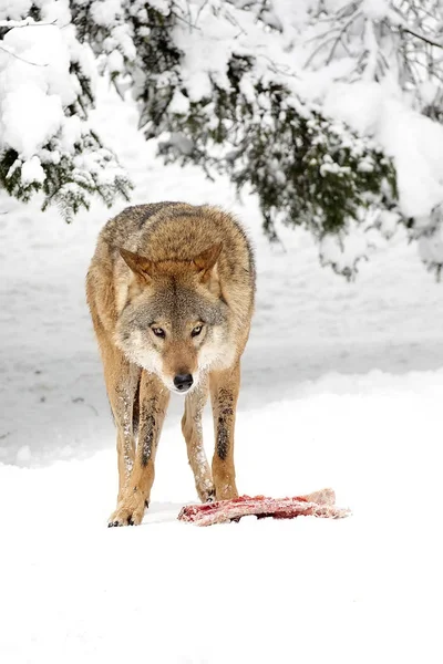 Волк Лесу Зимой — стоковое фото
