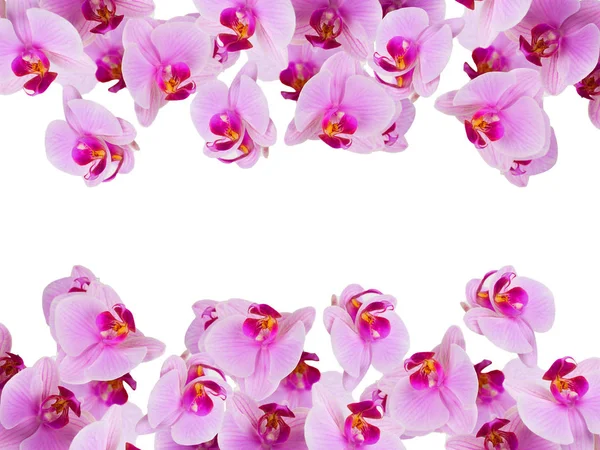 Flores Orquídea Rosa Fundo Branco — Fotografia de Stock