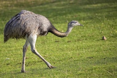 Rhea americana bir açıklıkta 