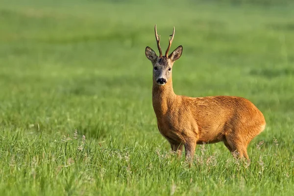 Buck Jelen Mýtině — Stock fotografie