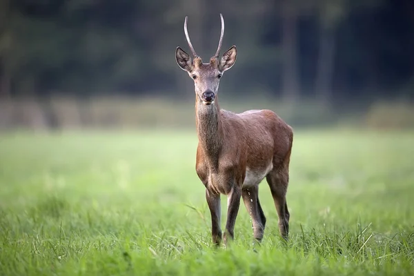 Red Deer Een Open Plek — Stockfoto