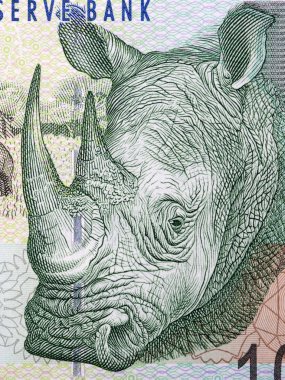 Gergedan Güney Afrika parasından bir portre