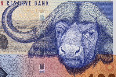 Afrika bufalosu Güney Afrika parasından bir portre