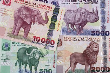 Tanzanya şiliniyle bir iş geçmişi