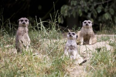 Açıklıkta mirketler