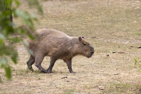 Capybara Ένα Ξέφωτο Στην Άγρια Φύση — Φωτογραφία Αρχείου