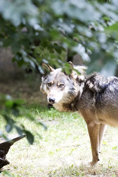 Wolf Forest Portrait — Stock Photo, Image