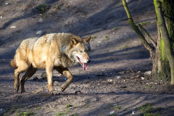 Волк Лесу — стоковое фото