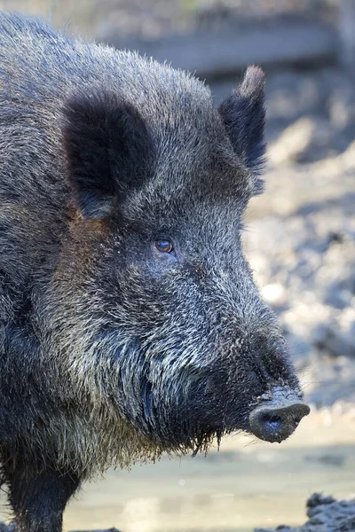 Wildschweine Nahaufnahme — Stockfoto