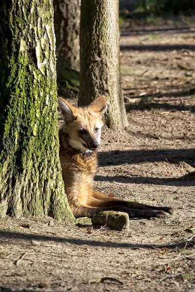 Maned Lobo Bosque —  Fotos de Stock