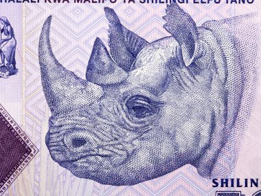 Gergedan Tanzanya parasından bir portre