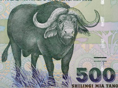 Afrika Bizonu Tanzanya parasından bir portre