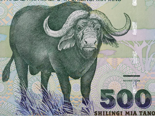 アフリカバッファロー タンザニアのお金からの肖像画 — ストック写真