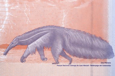 Dev karıncayiyen Venezuela parasından bir portre