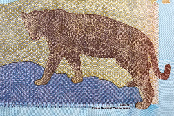 Jaguar Ein Porträt Aus Venezolanischem Geld — Stockfoto
