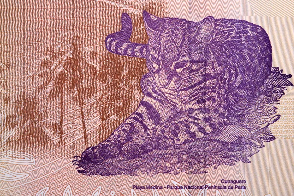 Ocelot Portrét Vanezuelských Peněz — Stock fotografie