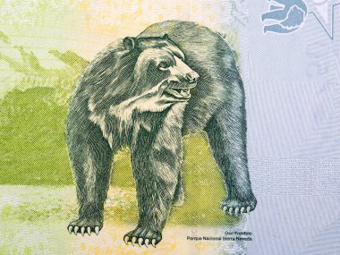 Gözlüklü ayı Venezuela parasından bir portre