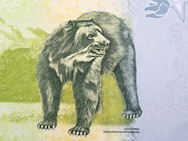 Skvostný Medvěd Portrétem Venezuelských Peněz — Stock fotografie