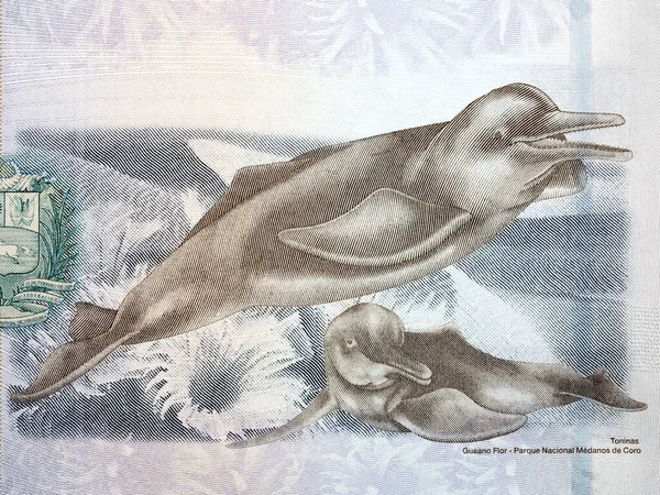 Orinoco River Delfíni Portrét Venezuelských Peněz — Stock fotografie