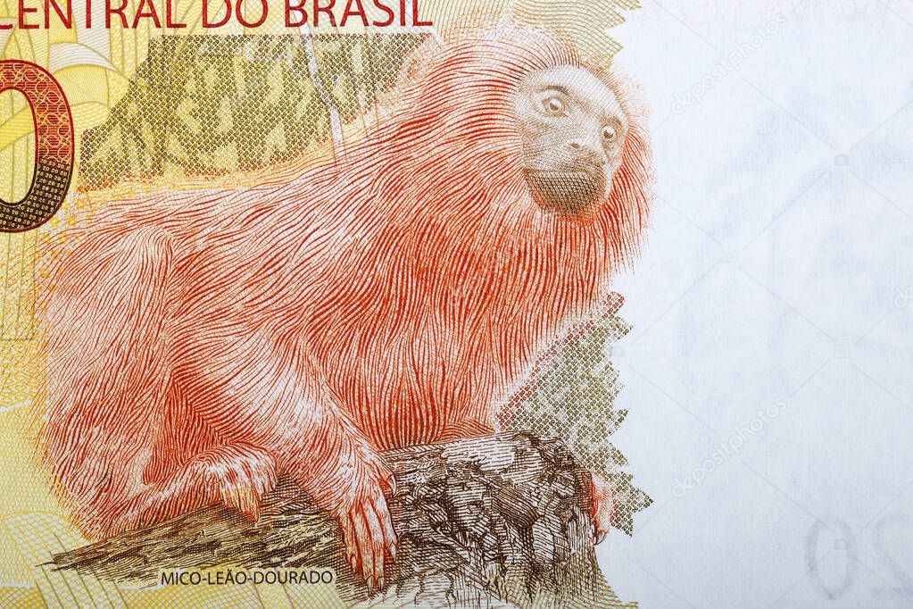 Golden lion tamarin a portrait from Brazilian money