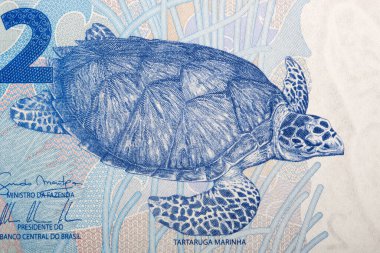 Şahin gagalı deniz kaplumbağası Brezilya parasından bir portre