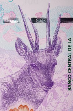  Taruca Arjantin Pezosu 'ndan bir portre