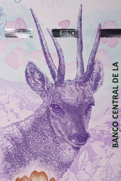 Taruca Portrait Argentine Peso — Stock Photo, Image