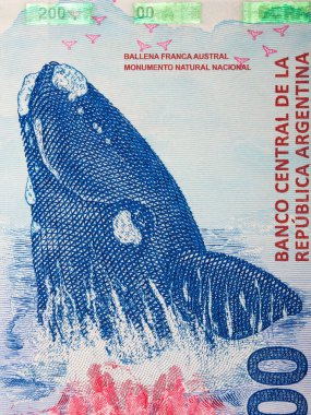 Balina Arjantin pesosundan bir portre