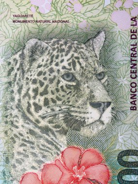 Jaguar Arjantin Pezosu 'ndan bir portre