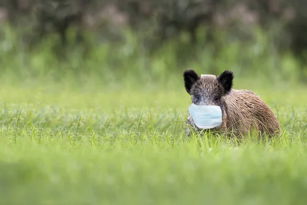 Wilde Zwijnen Een Open Plek Het Masker — Stockfoto