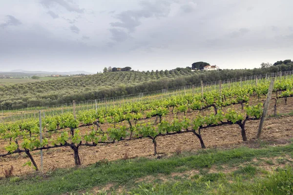 Magliano Toscana Italy — Stock Photo, Image