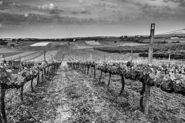 Magliano Toscana Italië — Stockfoto