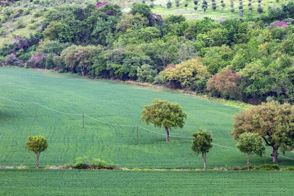 Laminação Toscana Italia — Fotografia de Stock