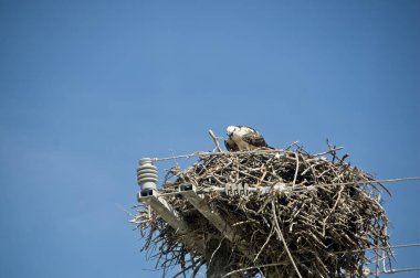 Bir balık kartalı, bir bahar günü Holbox Mexico adasında yüksek voltajlı bir pilonun üzerinde yuvasında oturur. Yuvandaki balık kartalı