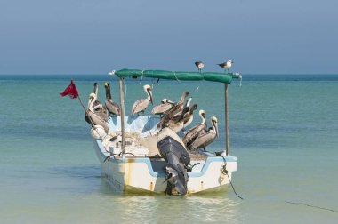 Kayıktaki güneşli pelikanlar Holbox Adası 'ndaki sakin suya yansıdı. Meksika Karayip Denizi.