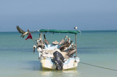 Kayıktaki güneşli pelikanlar Holbox Adası 'ndaki sakin suya yansıdı. Meksika Karayip Denizi.