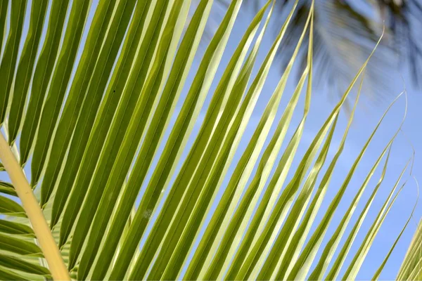 Tropical palm leaves, blurred background. Sunlight on palm leaves at summer. Green  palm leafs