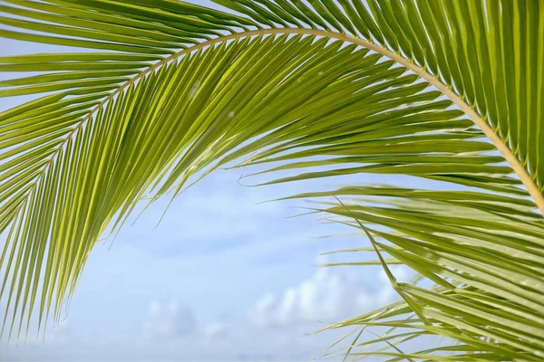 Tropical palm leaves, blurred background. Sunlight on palm leaves at summer. Green  palm leafs