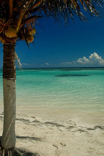 Paradise Τροπική Παραλία Λευκή Άμμο Και Coco Φοίνικες Στο Μεξικό — Φωτογραφία Αρχείου