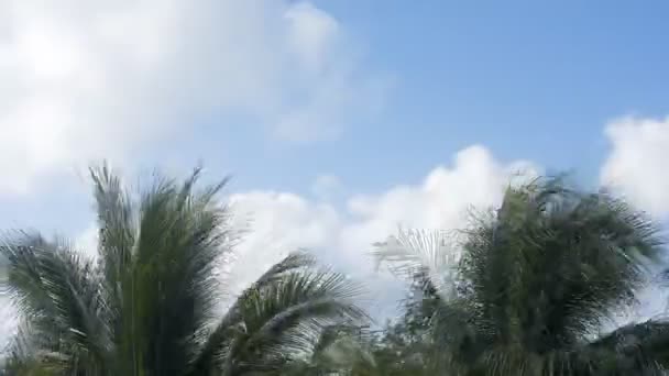 Palm Leaf Moved Breeze Blue Sky Time Lapse — стоковое видео