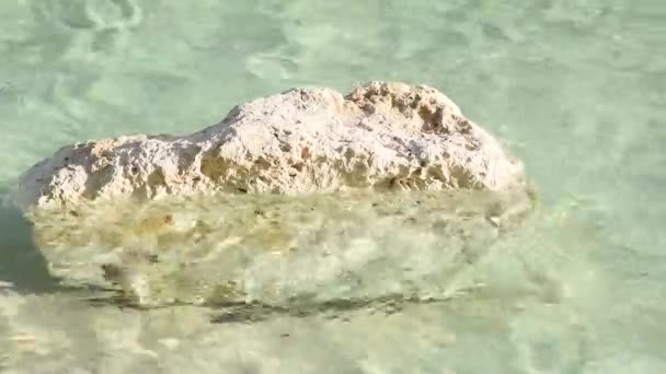 岩の一部は ストリーム リラクゼーションと静けさの概念の透明な水に浸漬 — ストック動画