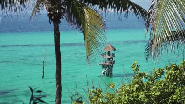 Tropisch Uitzicht Met Palmbomen Caribische Zee Achtergrond Natuur Reizen Vakantie — Stockvideo