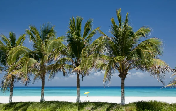 Vista Panorámica Una Playa Caribeña Con Palmeras Coco Cielo Azul — Foto de Stock