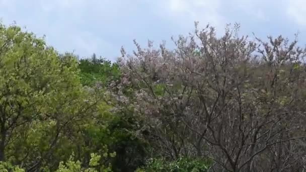 Açık Mavi Bulutsuz Bir Gökyüzü Hafif Bir Esintiyle Dallanan Ağaç — Stok video