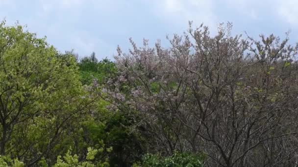 Szeroki Widok Przejrzystego Niebieskiego Bezchmurnego Nieba Gałęziami Drzew Wydmuchiwanymi Przez — Wideo stockowe