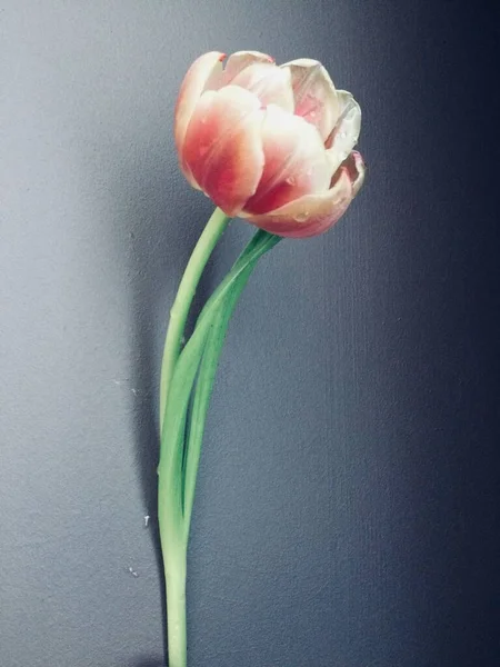 Tulipa Fundo Cinza — Fotografia de Stock