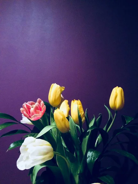 Tulipas Coloridas Fundo Roxo — Fotografia de Stock