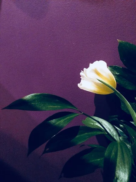 Weiße Tulpe Auf Dunklem Hintergrund — Stockfoto