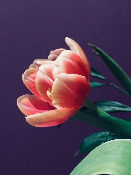 Rosa Tulpe Auf Lila Hintergrund — Stockfoto