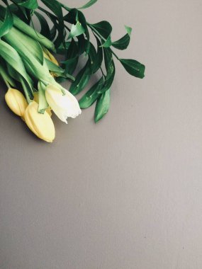 Gri arkaplanda sarı laleler